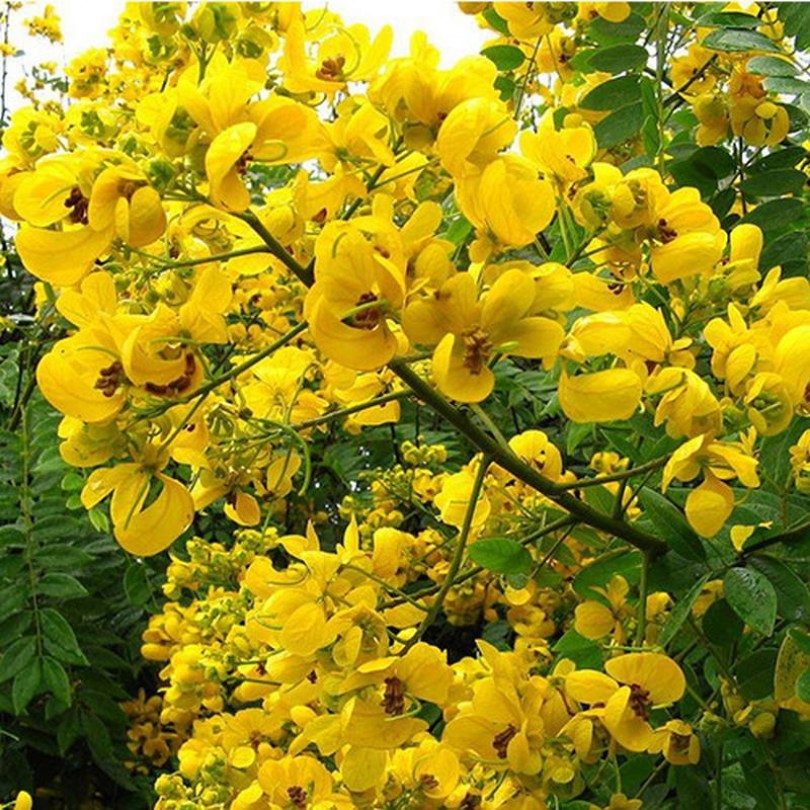 Popcornfa, Senna spectabilis, etnobotanika